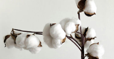 Cotton on White Background