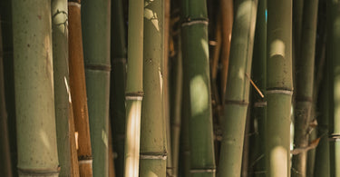 bamboo plant used for towels.