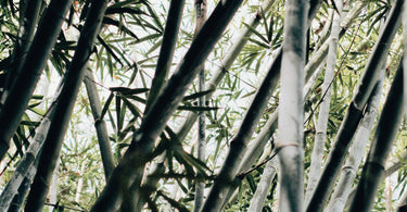 The benefits of bamboo fabric