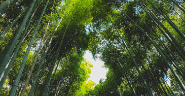 Bamboo forest with row of trees on sunny day