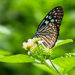 Butterflies Perched on Flower