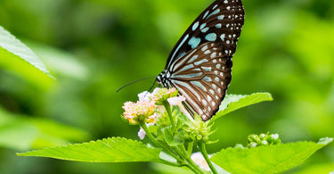 Butterflies Perched on Flower