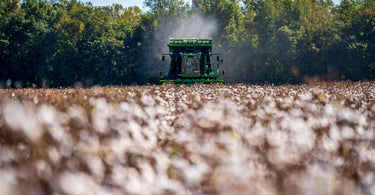 Combine Harvester in a Cotton Field