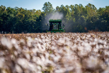 Combine Harvester in a Cotton Field