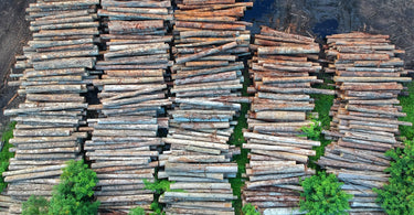 Conservation 101: How to Stop Trees from Disappearing