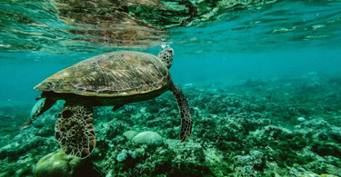 Photo of a Turtle Swimming Underwater