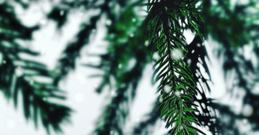 Selective Color Photography of Pine Leaf