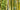 Sustainable bamboo plant for textiles - types of bamboo.