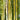 Sustainable bamboo plant for textiles - types of bamboo.