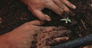 Muddy hands in soil.